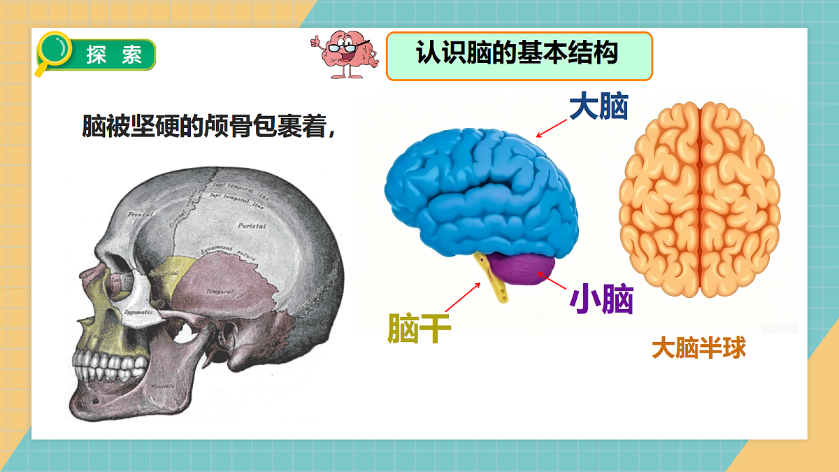 1.4身体的“总指挥”第4页