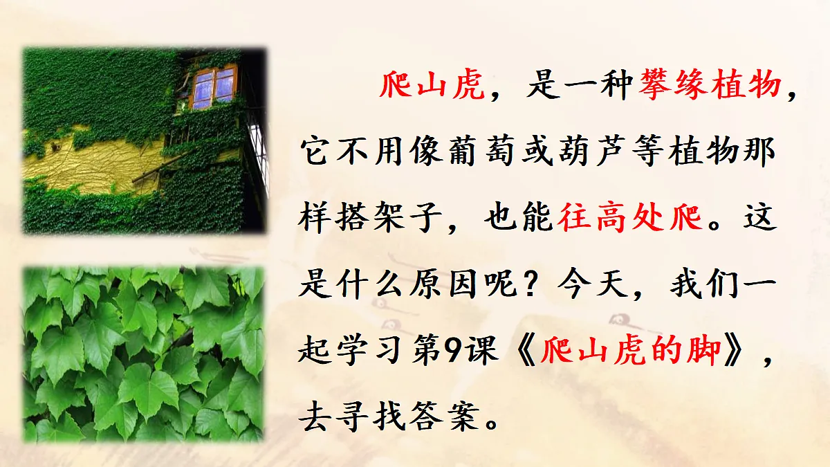 【教学课件】9《爬山虎的脚》第1课时第5页