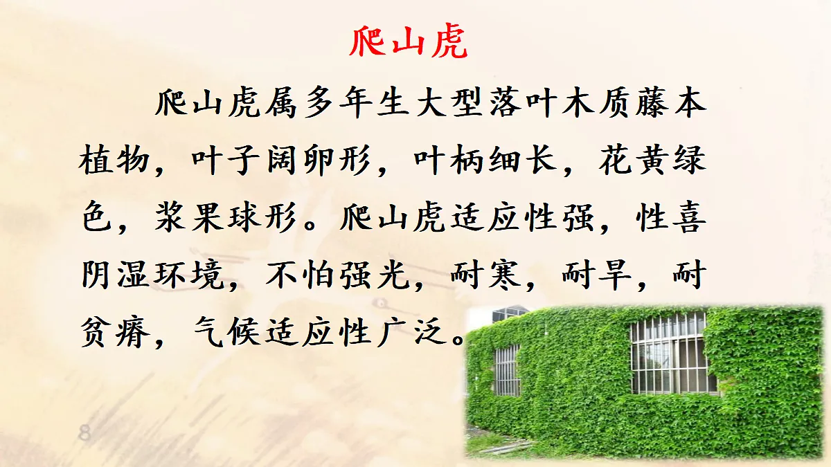 【教学课件】9《爬山虎的脚》第1课时第6页