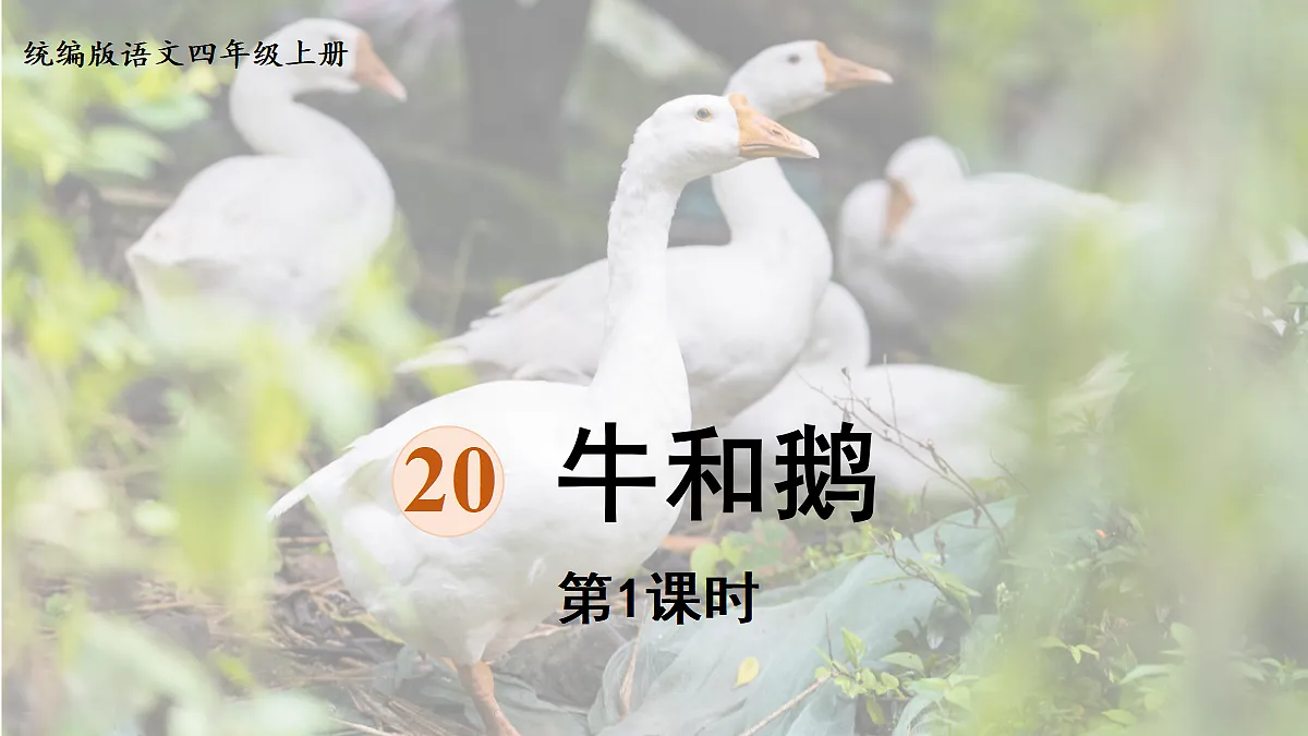 【教学课件】20《牛和鹅》第1课时第3页