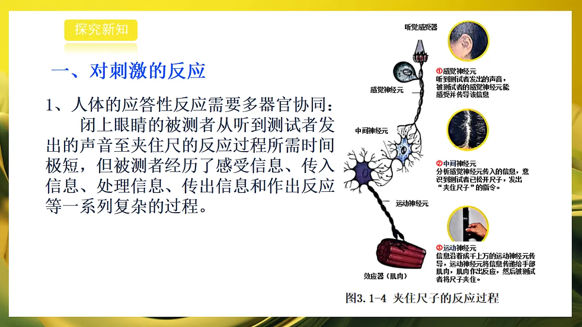 2026浙教版九上科学 3.1 神经调节(2)第7页