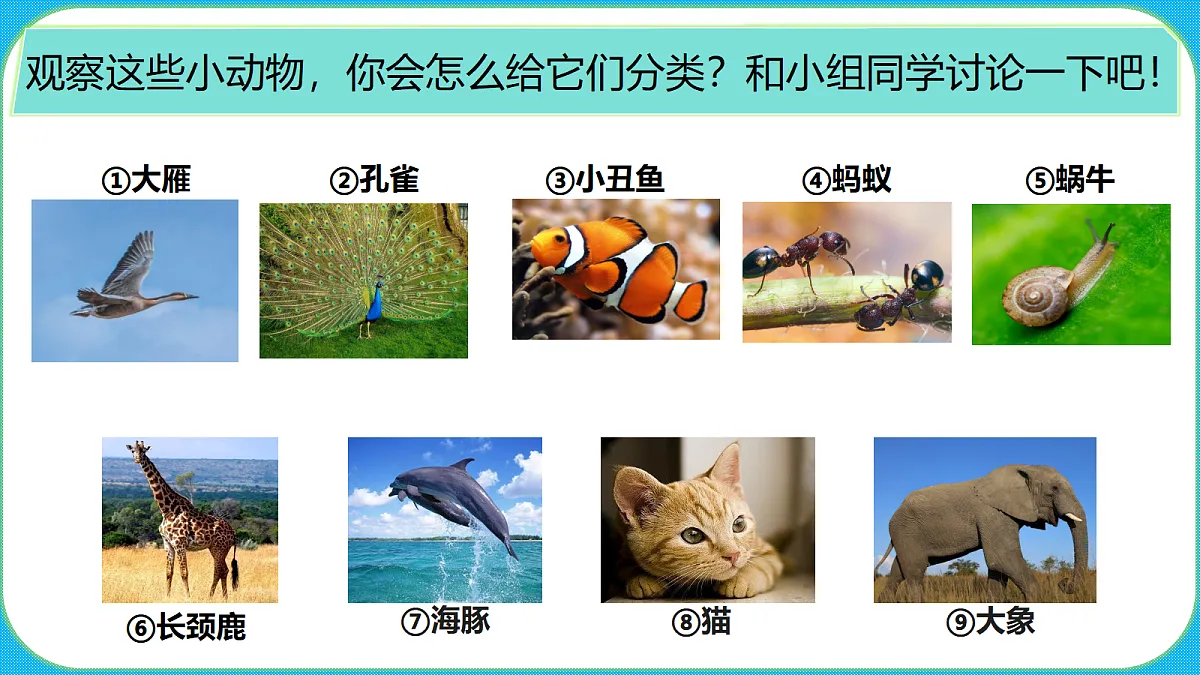 苏教版(2024)四上科学 1单元 《1 给动物分类》课件PPT第6页