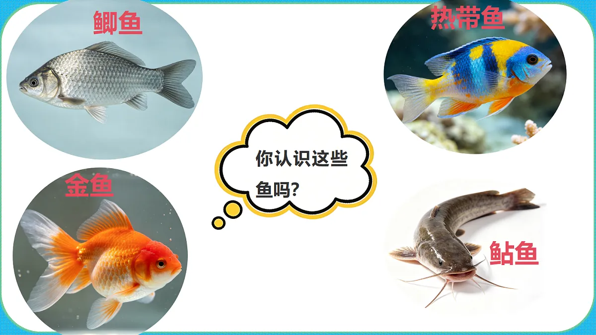 苏教版(2024)四上科学 1单元 《2 鱼类》课件PPT第2页
