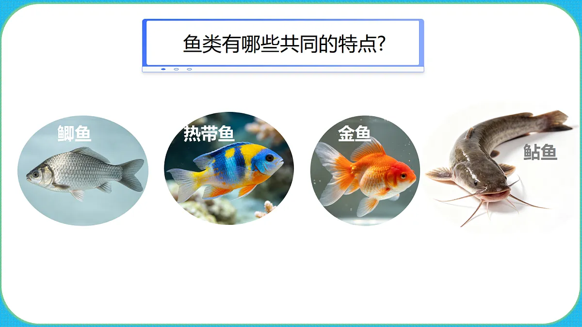 苏教版(2024)四上科学 1单元 《2 鱼类》课件PPT第3页