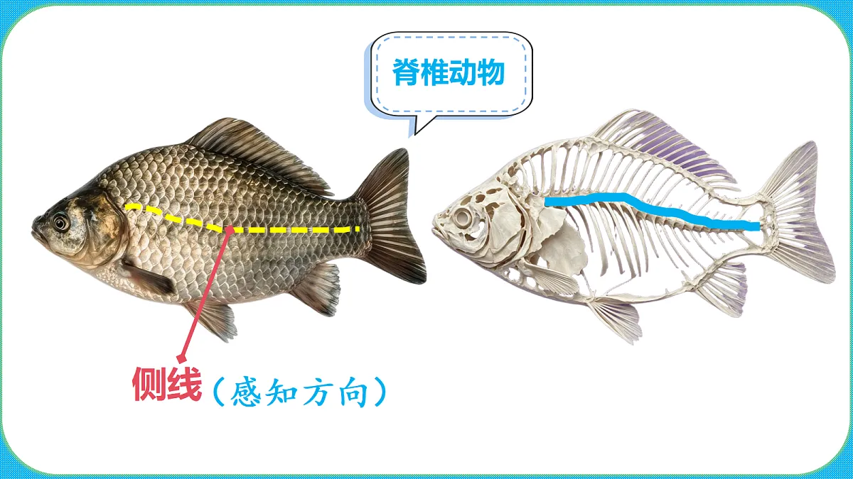 苏教版(2024)四上科学 1单元 《2 鱼类》课件PPT第4页