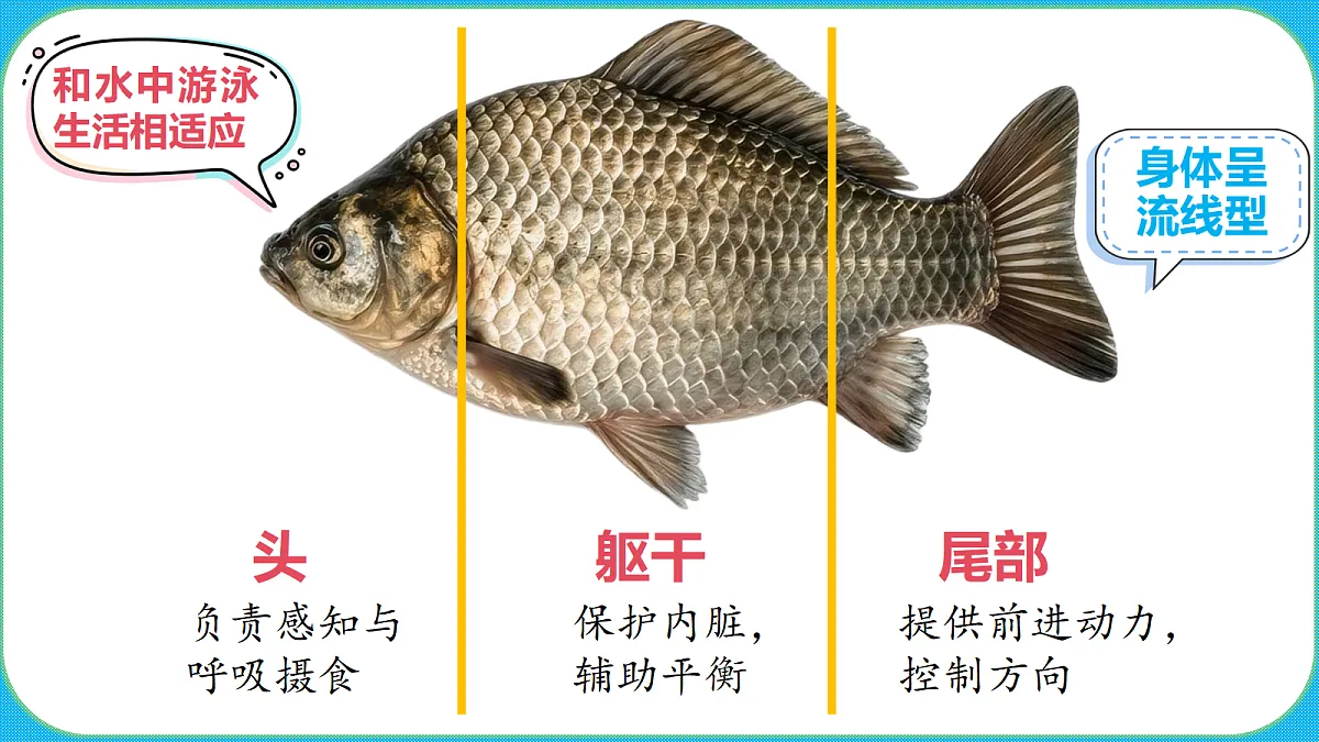 苏教版(2024)四上科学 1单元 《2 鱼类》课件PPT第5页