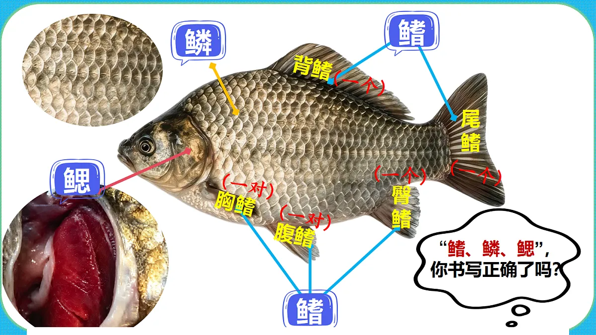 苏教版(2024)四上科学 1单元 《2 鱼类》课件PPT第6页