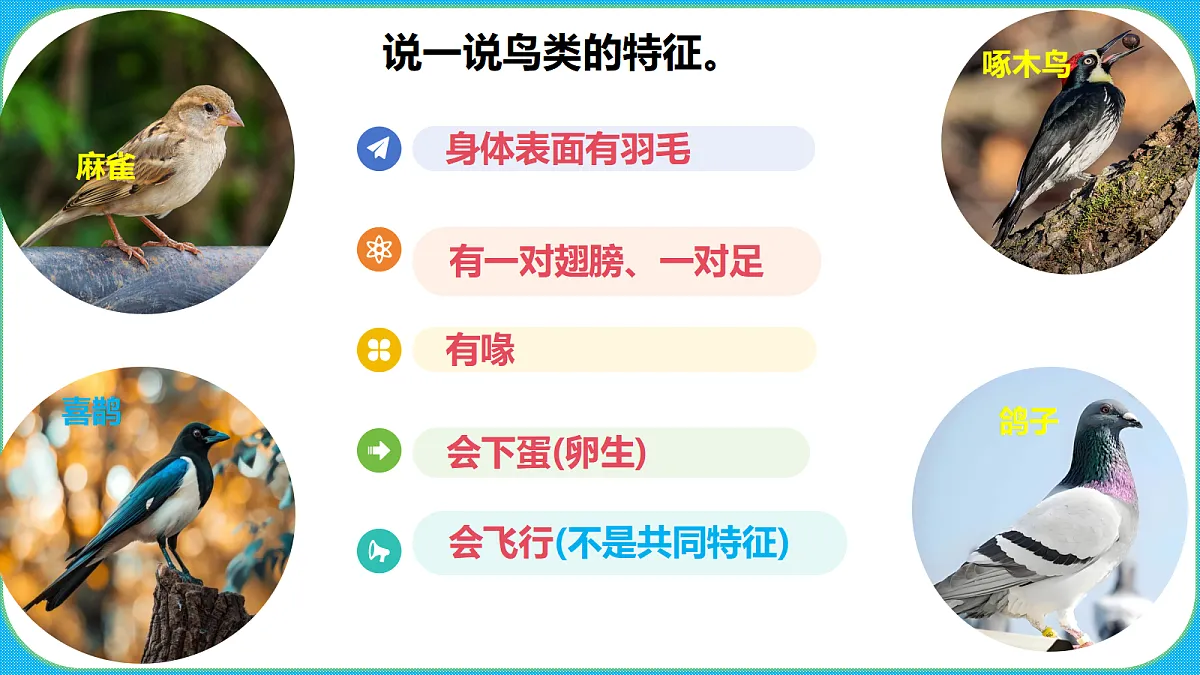 苏教版(2024)四上科学 1单元 《4 哺乳类》课件PPT第2页