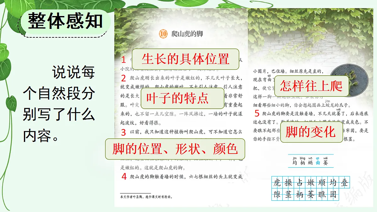 9 爬山虎的脚【精华版】第7页
