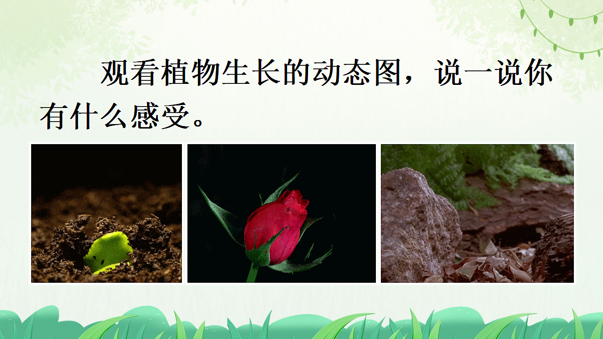 习作:写观察日记【上课课件精华版】第2页