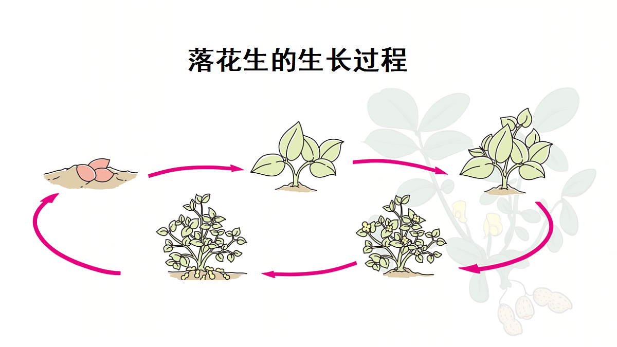 【教学课件】2.落花生第1课时第5页