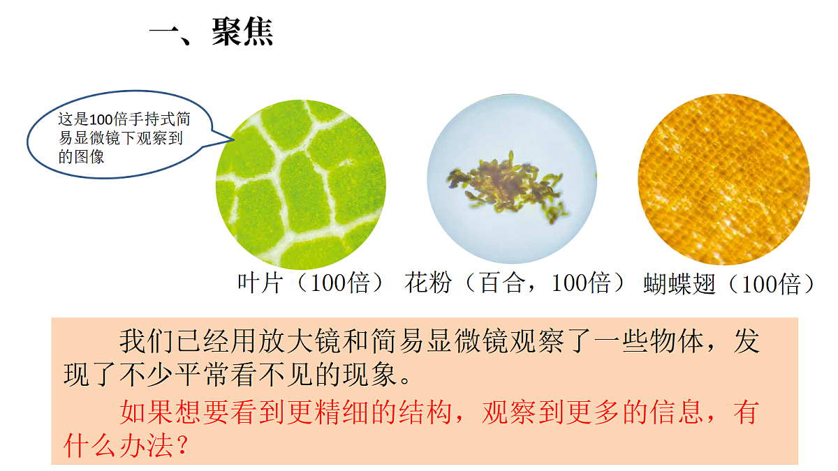 1.4《用光学显微镜观察》(课件)-2026-2027学年科学五年级上册教科版第2页