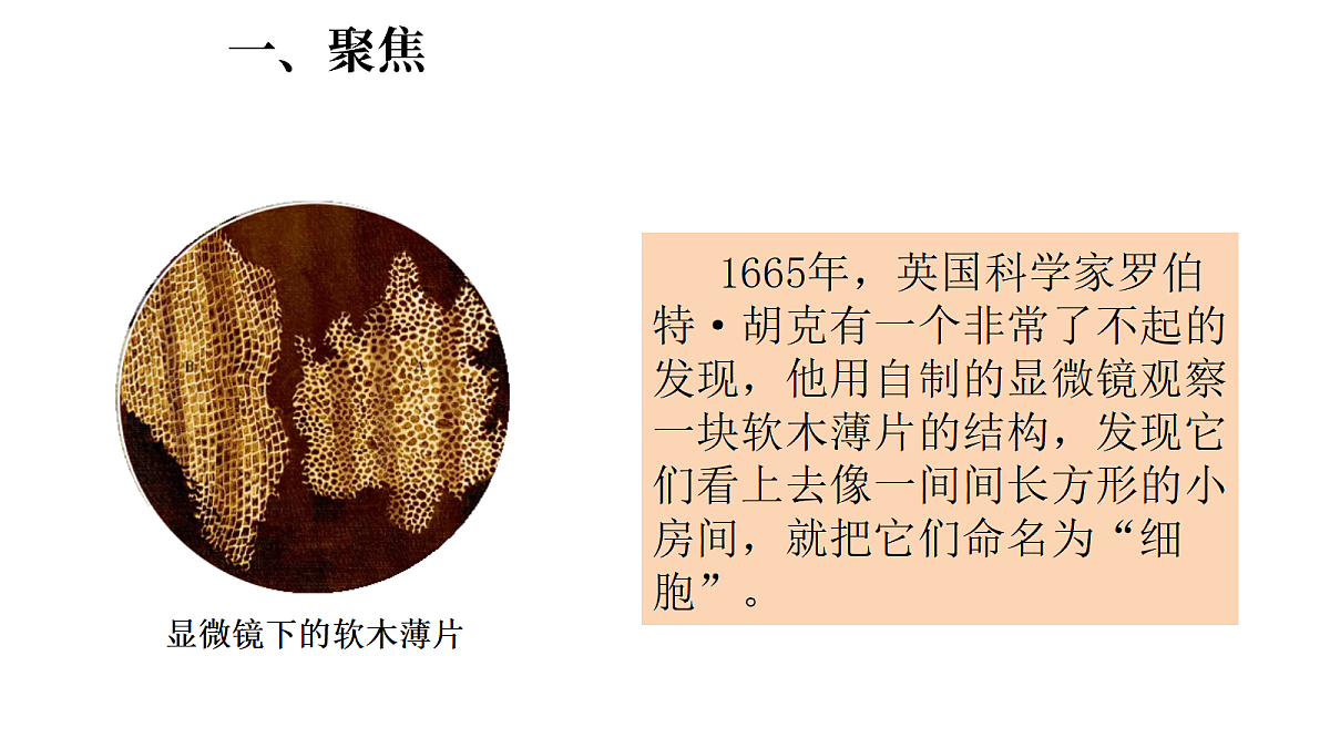 1.5《观察细胞》(课件)-2026-2027学年科学五年级上册教科版第2页