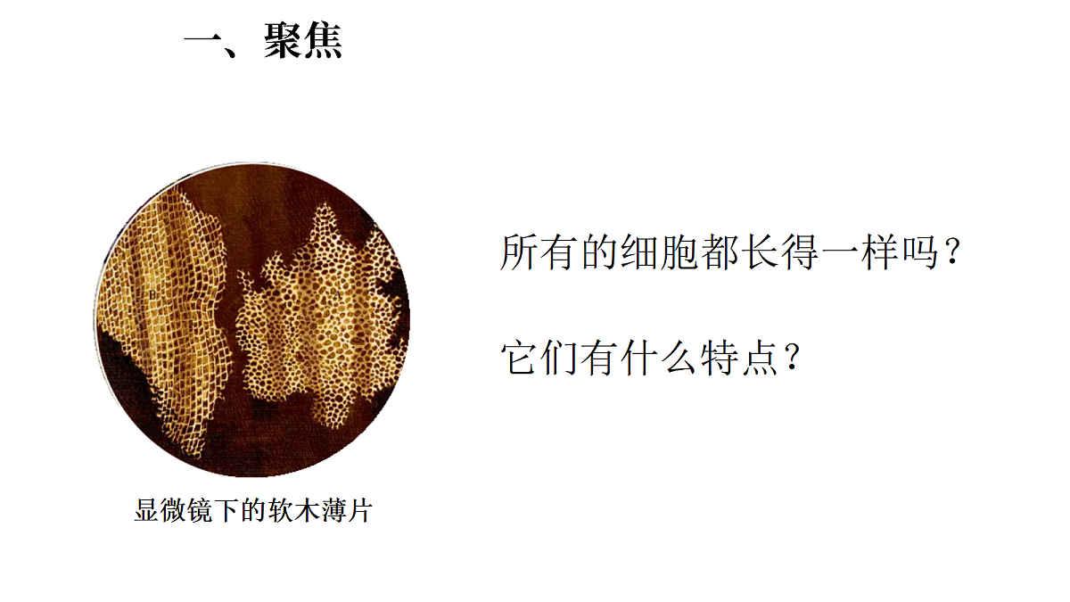 1.5《观察细胞》(课件)-2026-2027学年科学五年级上册教科版第3页