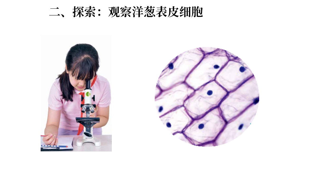 1.5《观察细胞》(课件)-2026-2027学年科学五年级上册教科版第4页