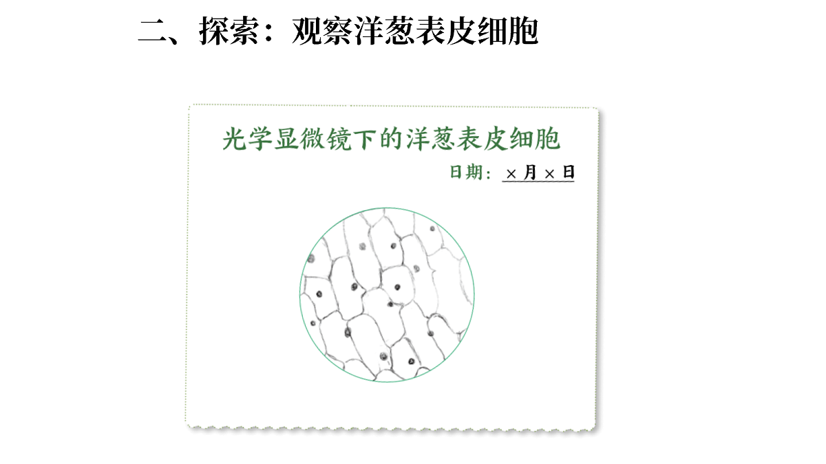1.5《观察细胞》(课件)-2026-2027学年科学五年级上册教科版第5页