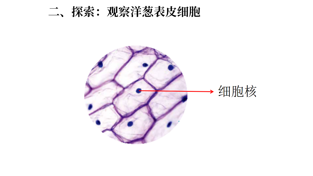 1.5《观察细胞》(课件)-2026-2027学年科学五年级上册教科版第7页