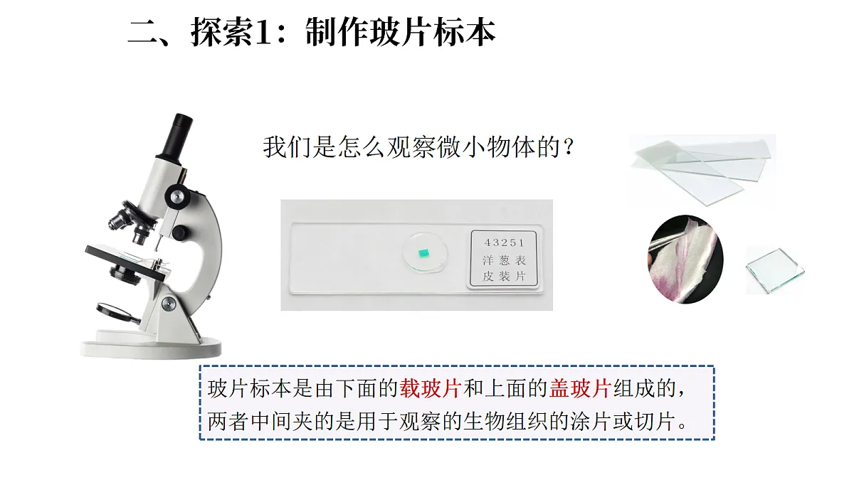 1.6《观察水中的微小生物》(课件)-2026-2027学年科学五年级上册教科版第4页