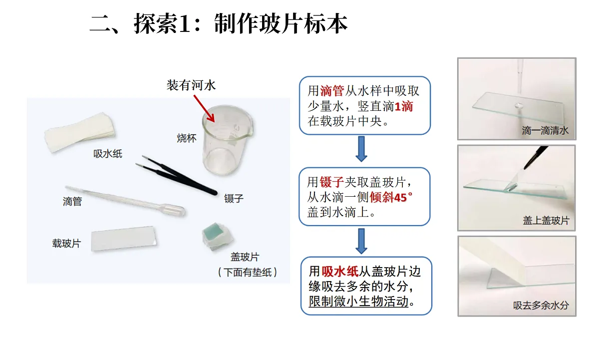 1.6《观察水中的微小生物》(课件)-2026-2027学年科学五年级上册教科版第5页