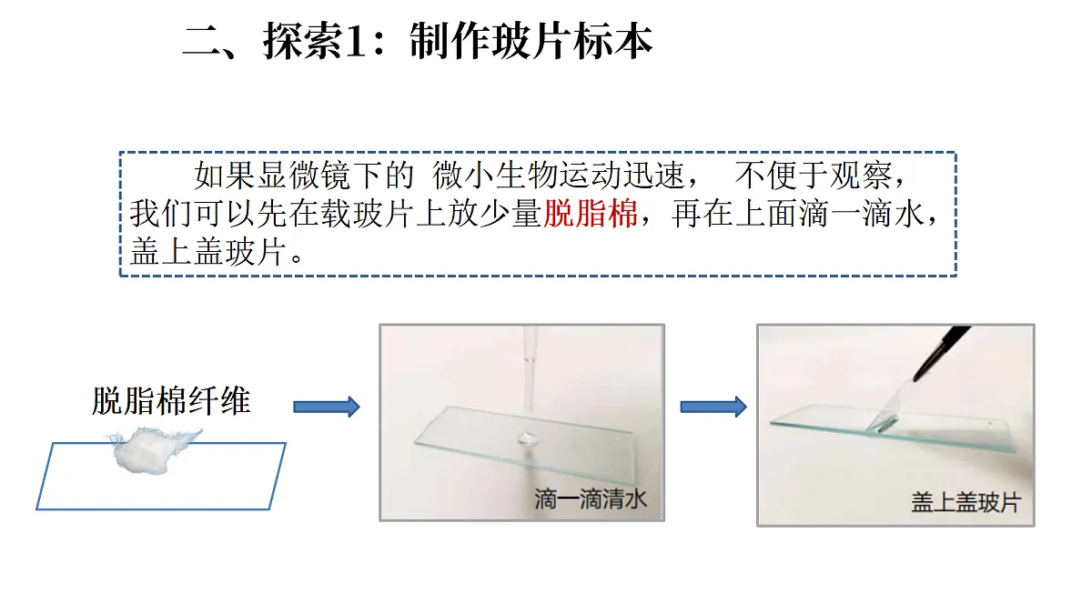 1.6《观察水中的微小生物》(课件)-2026-2027学年科学五年级上册教科版第6页