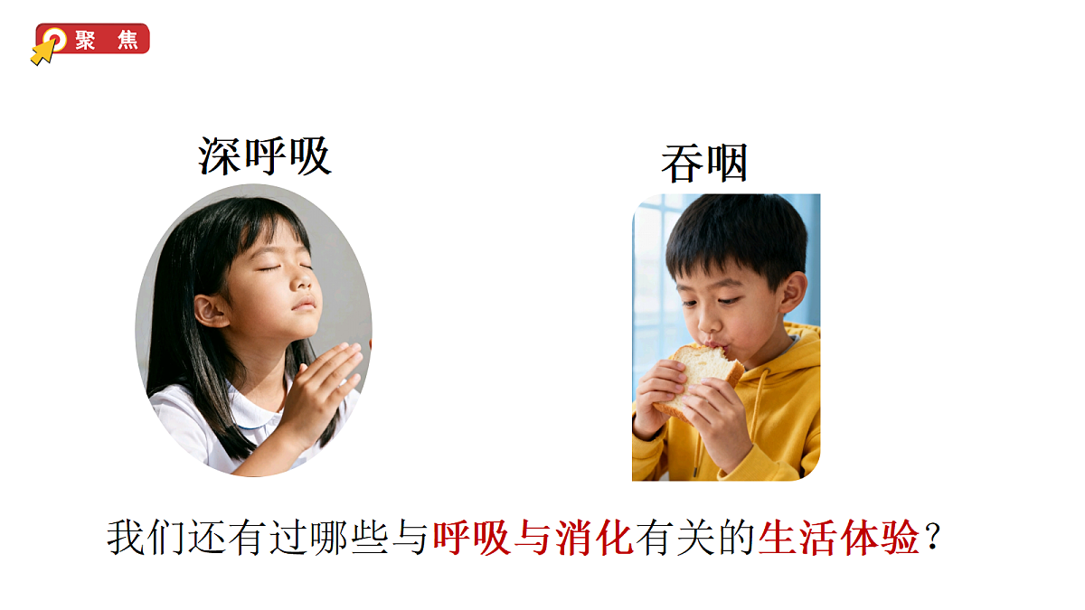 2.1《我们的呼吸和消化》教学课件(课件)-2026-2027学年科学四年级上册教科版第3页