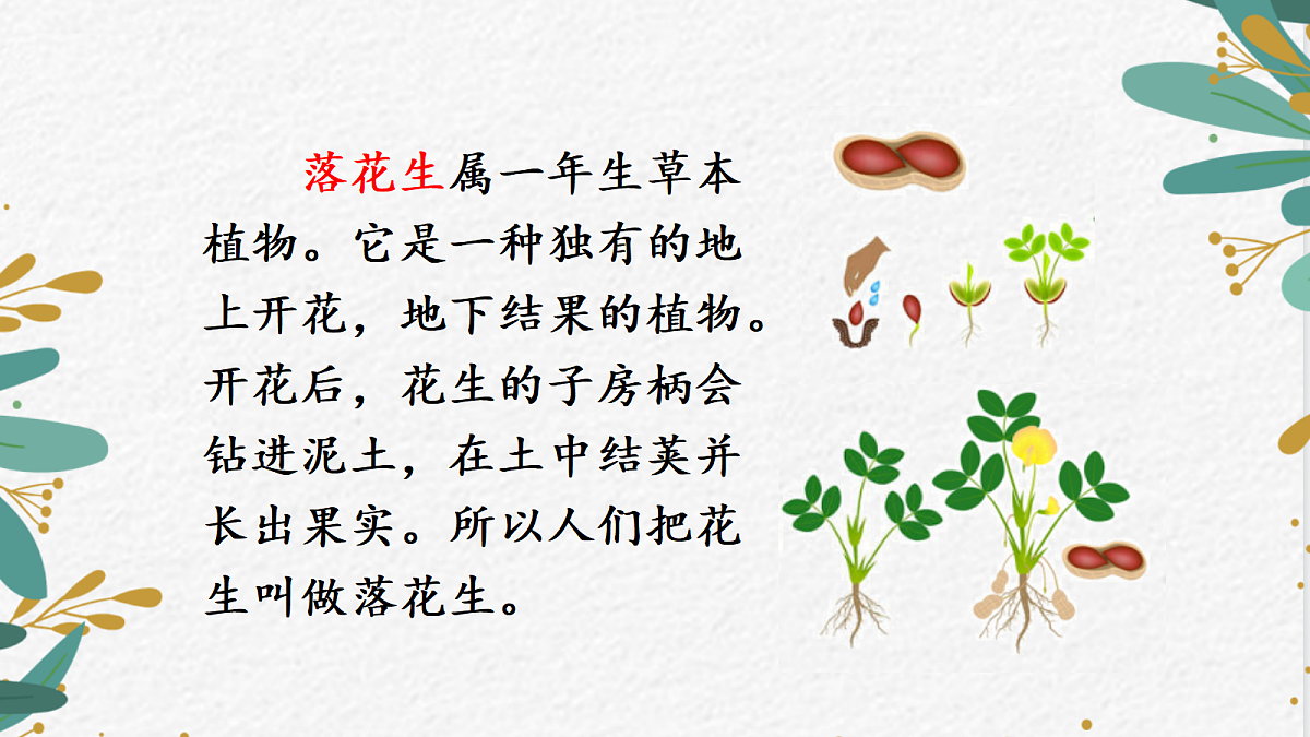 (教学课件)2.落花生第3页