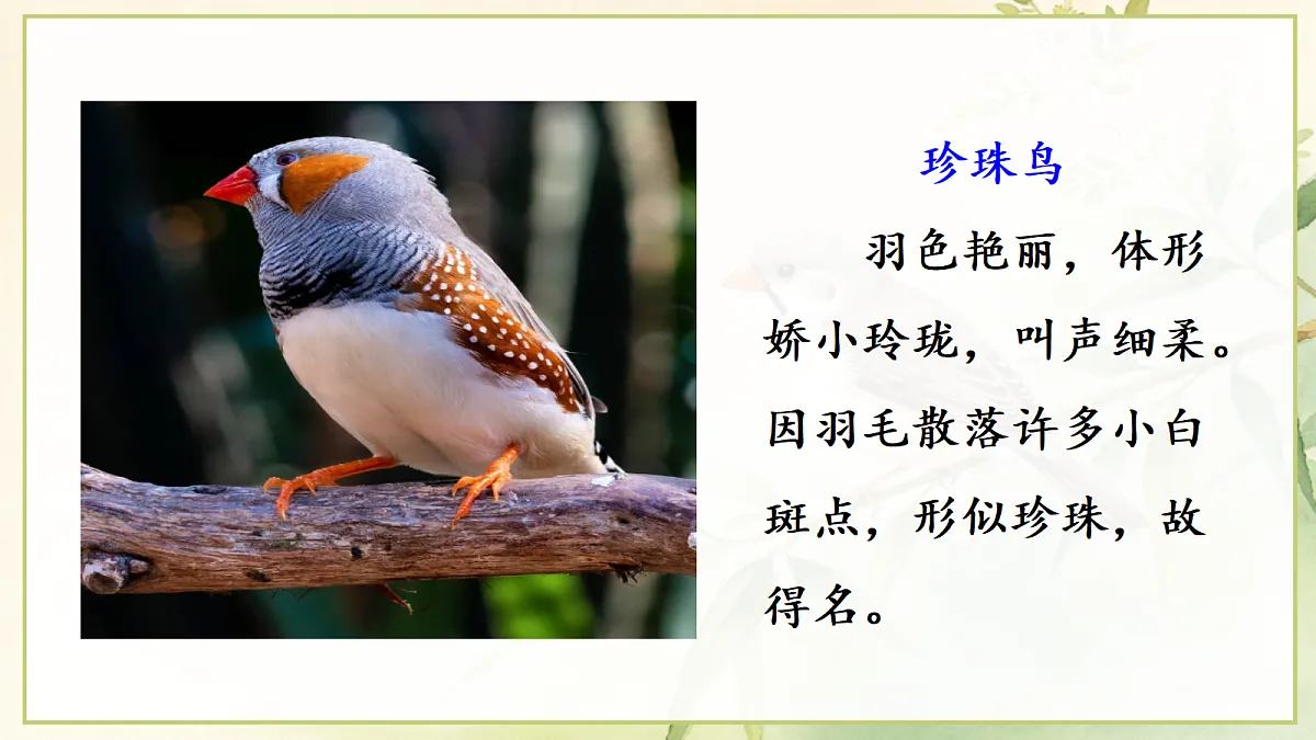(教学课件)3.珍珠鸟第3页