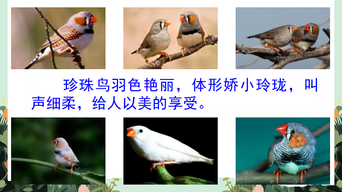 【核心素养】部编版小学语文五年级上册 3 珍珠鸟 课件第2页