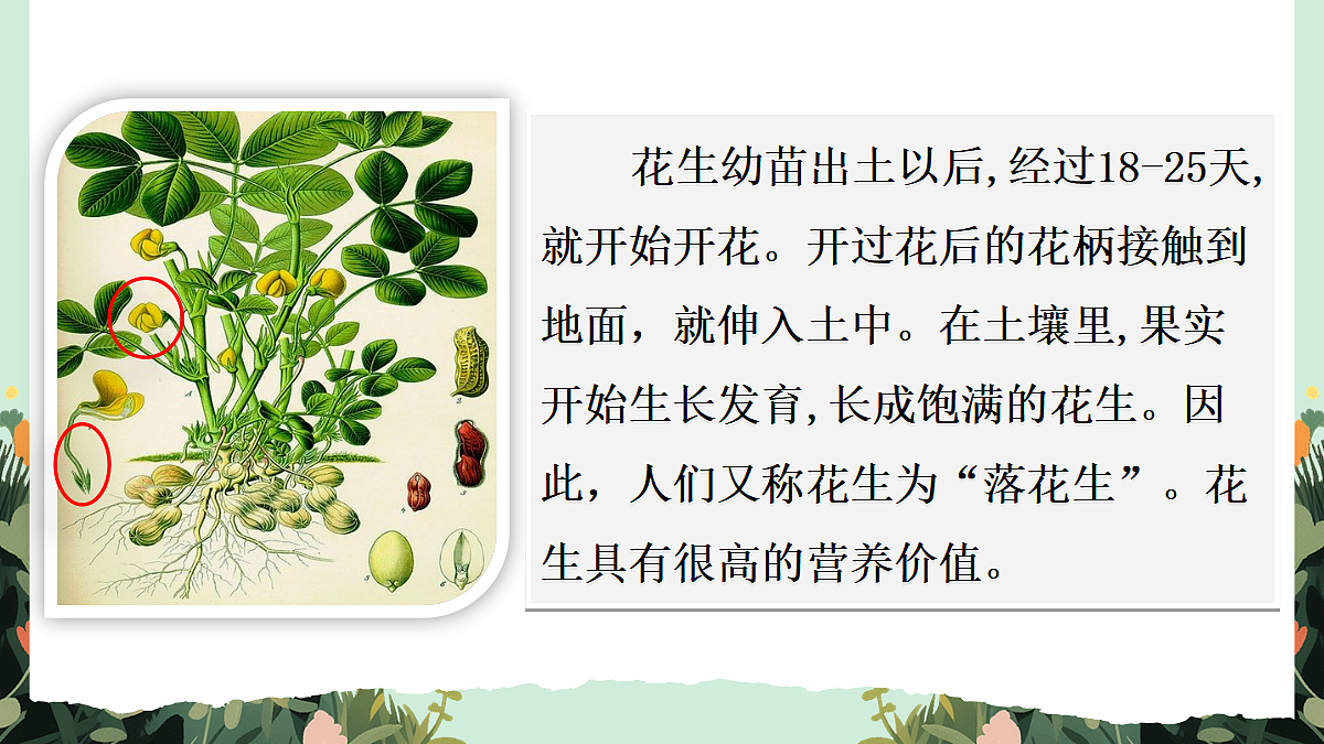 【核心素养】部编版小学语文五年级上册 2 落花生 课件第3页