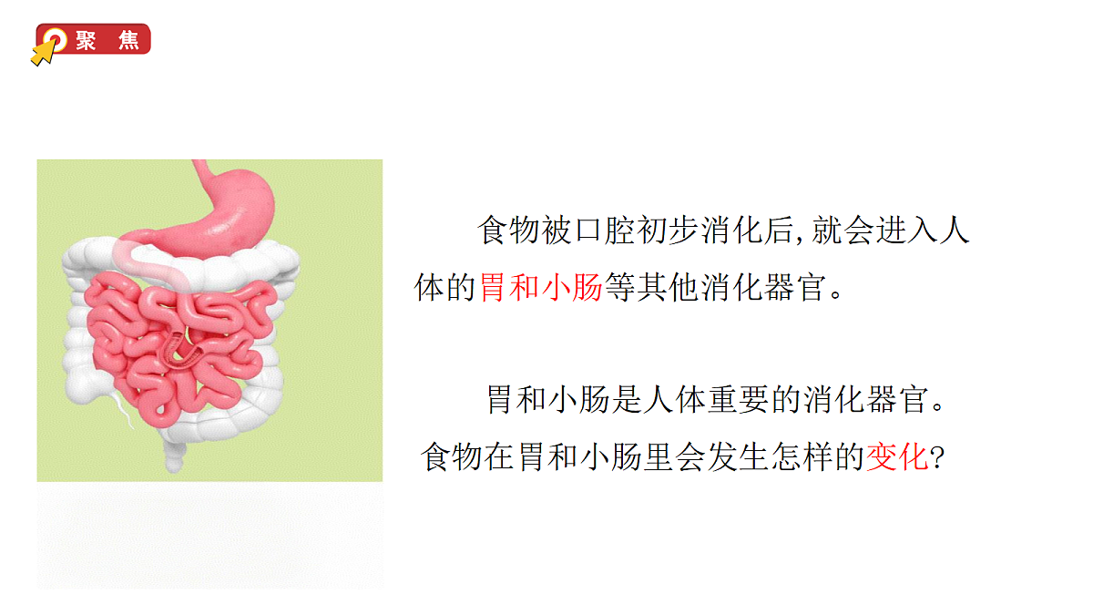 2.6《胃和小肠的消化》教学课件(课件)-2026-2027学年科学四年级上册教科版第2页