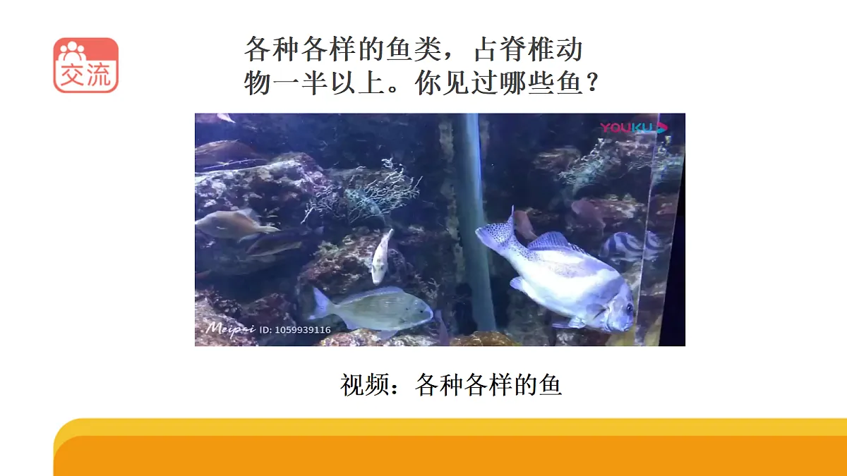 四上 1.2《鱼类》课件第2页