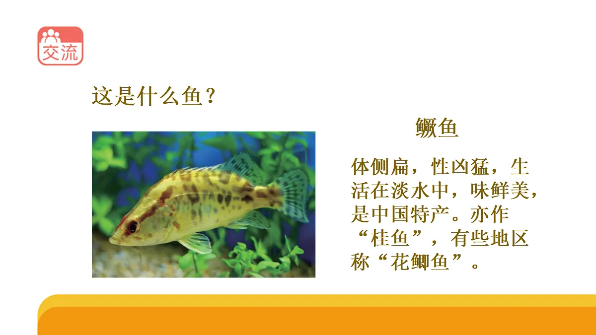 四上 1.2《鱼类》课件第3页