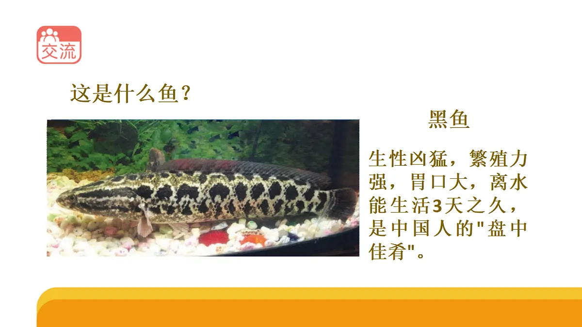 四上 1.2《鱼类》课件第4页