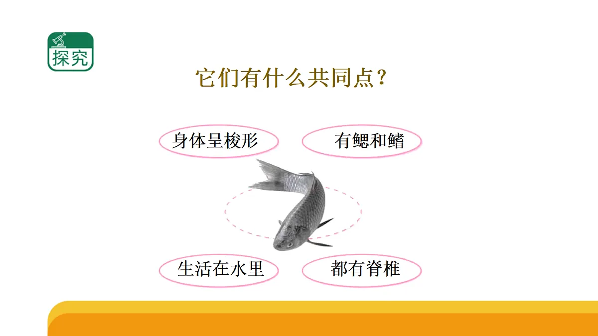 四上 1.2《鱼类》课件第7页