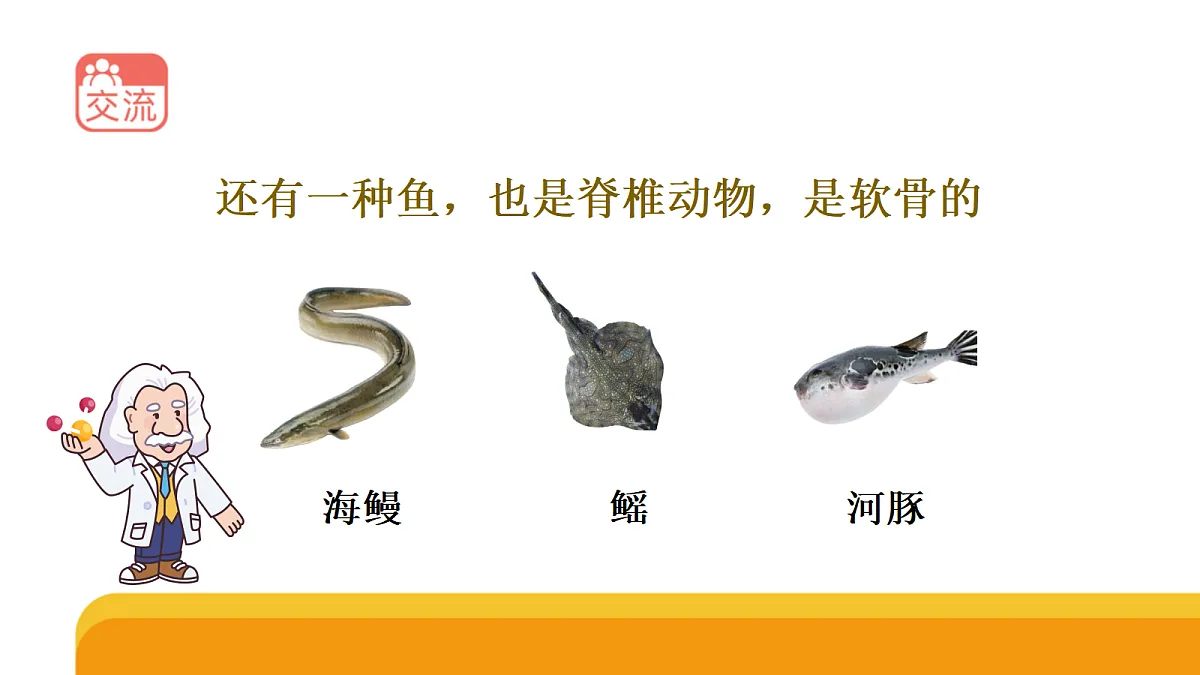 四上 1.2《鱼类》课件第8页