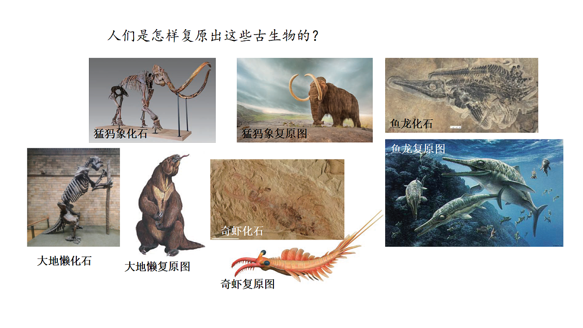六上2.8《用化石做证据》PPT第2页