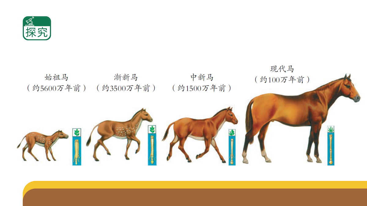 六上2.8《用化石做证据》PPT第3页