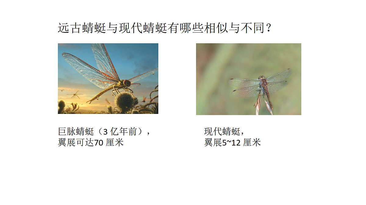六上2.8《用化石做证据》PPT第4页
