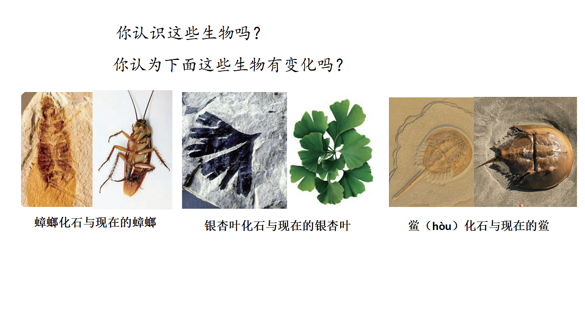 六上2.8《用化石做证据》PPT第6页