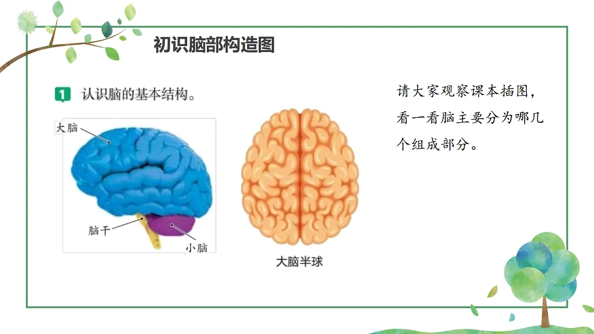 《身体的总指挥》课件第8页