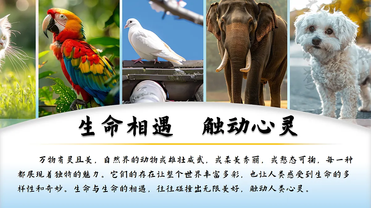 从插图到腰封:一场与白鸽的生命对话——部级精品课《我的白鸽》赏析第2页