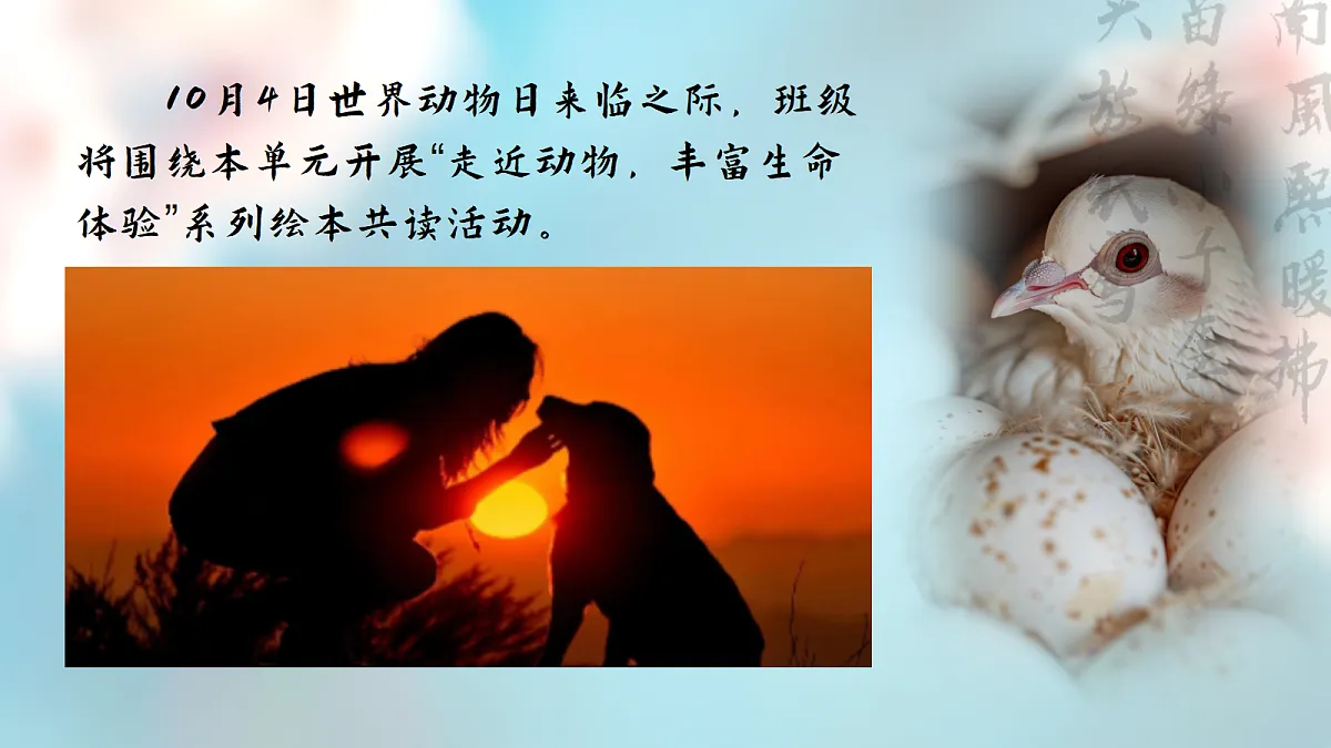 从插图到腰封:一场与白鸽的生命对话——部级精品课《我的白鸽》赏析第5页