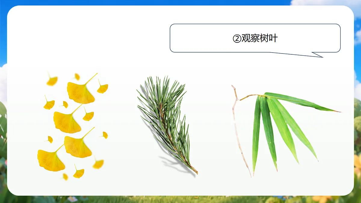 2.9 《给树做”名片“》(教学课件)青岛版(五四制)科学一上第8页