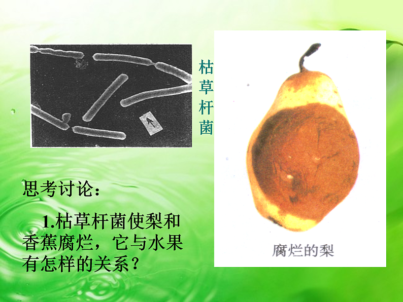 人教版八年级上册生物 5.4.4 细菌和真菌在自然界中的作用课件第4页