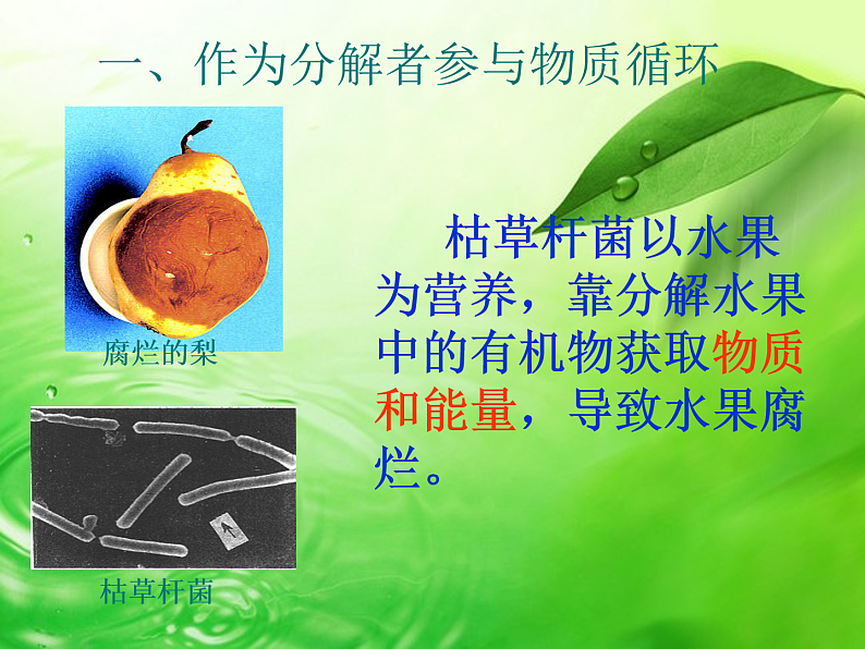 人教版八年级上册生物 5.4.4 细菌和真菌在自然界中的作用课件第5页