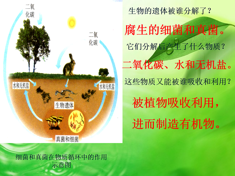 人教版八年级上册生物 5.4.4 细菌和真菌在自然界中的作用课件第6页