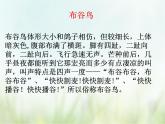 歌曲 《布谷叫，春天到》课件PPT+素材