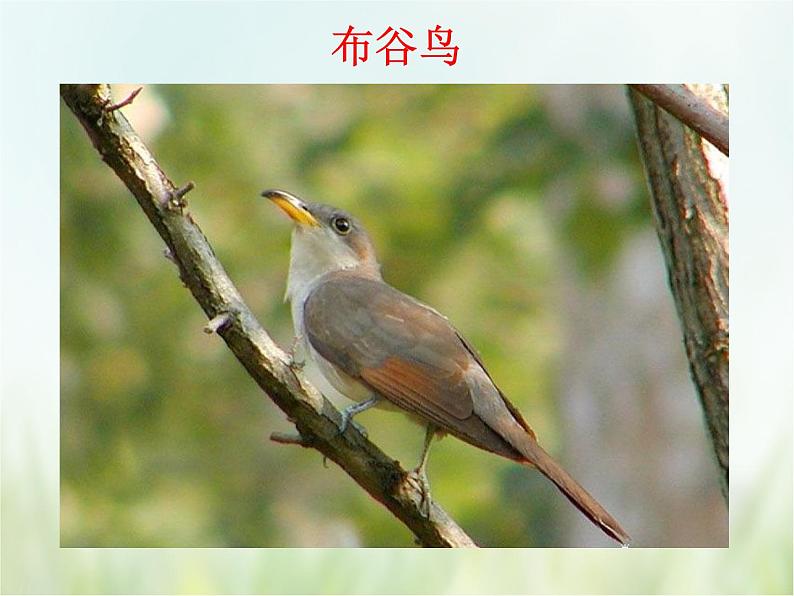《布谷叫，春天到》课件第3页