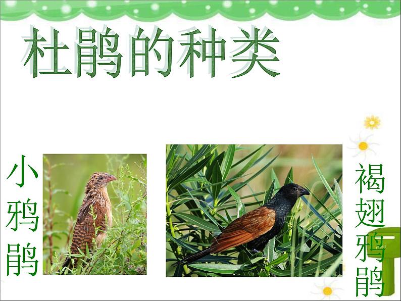 歌曲 《顽皮的杜鹃》课件PPT+素材01