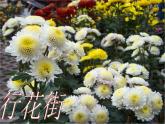 15.4.歌曲 行花街 课件（37张幻灯片）